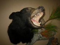 Bear 002